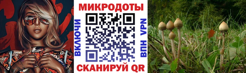 Галлюциногенные грибы Cubensis  hydra рабочий сайт  Новопавловск 